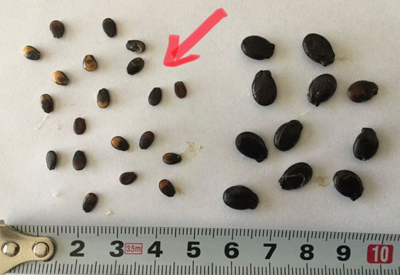 信州の小粋（ピノガール）