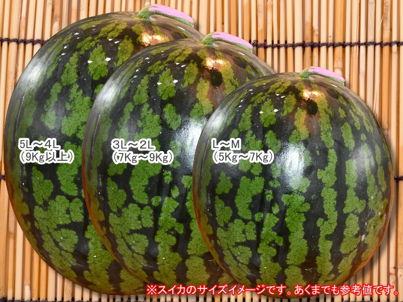 スイカサイズ