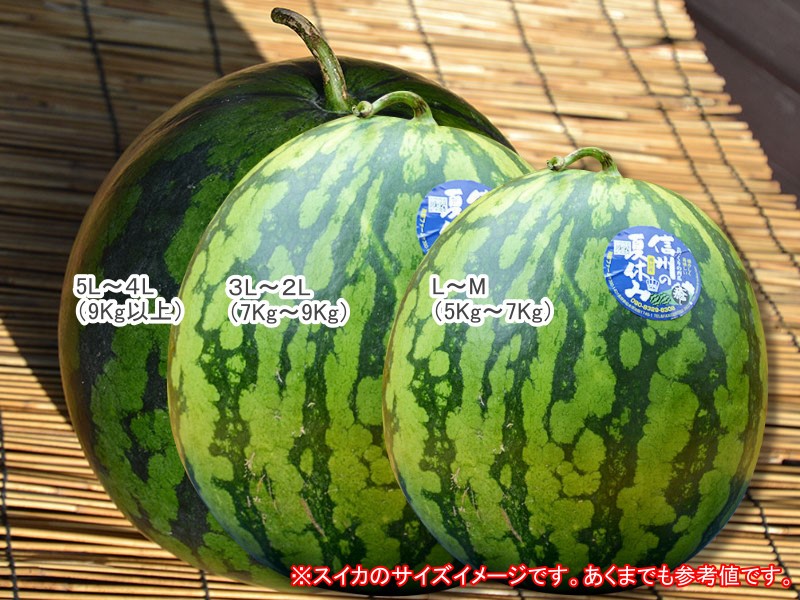 スイカサイズ