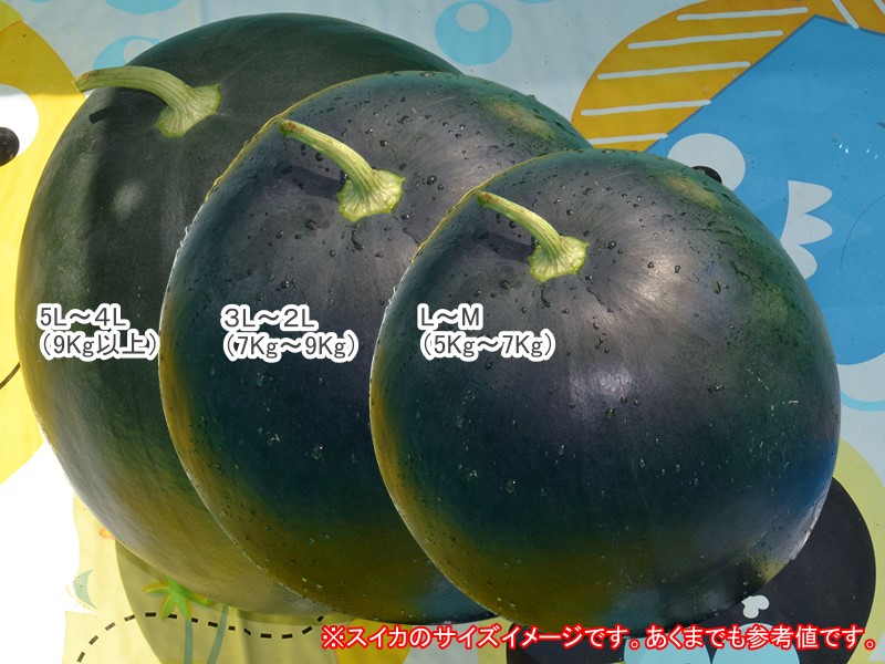 スイカサイズ